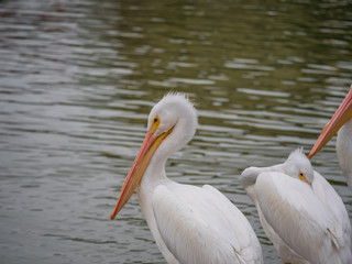 White Pelicans