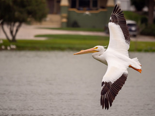 White Pelicans