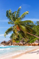 Seychelles Anse Georgette beach Praslin island palm portrait format vacation paradise ocean sea