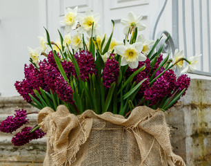 Flower arrangement of bulbous plants- hyacinths and daffodils. Forcing bulbous plants in the spring