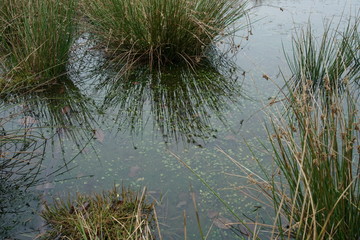 Pond Nature Moss and Forest