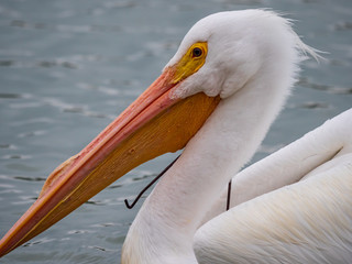 White Pelicans
