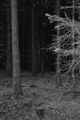 Conifers Forest Nature Dieback 