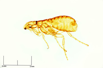 Flea Araeopsylla goodmani Paratype Specimen