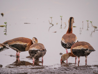 Black-bellied Whistling -duck
