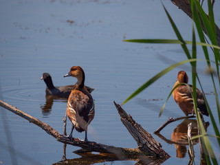 Fulvous Whistling-duck