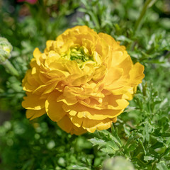 vibrant yellow buttercup flower close up in the garden
