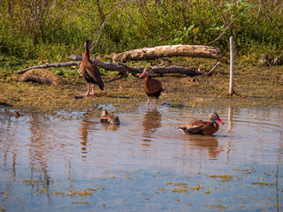 Black-bellied Whistling -duck