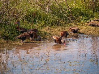 Black-bellied Whistling -duck