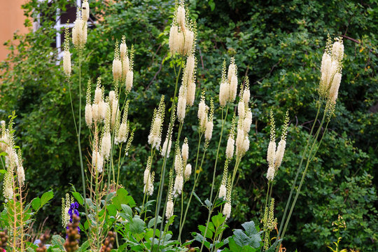 Actaea heracleifolia in garden. Growing medicinal plants in the garden. White inflorescences of cimicifuga racemosa in natural background