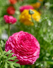 colorful buttercup flowers in the garden, strong bokeh