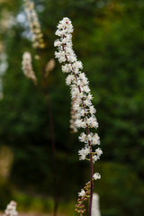 Flowers of Black cohosh (Cimicifuga racemosa) in the garden