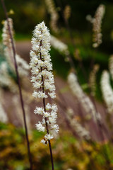 Flowers of Black cohosh (Cimicifuga racemosa) in the garden