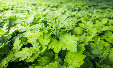 Seedling, seedling in a growing pot.