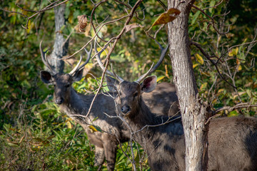 Naklejka na ściany i meble deer in the forest