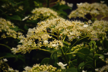 white hydrangea flower growing in the summer garden in the warm sunshine