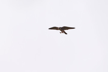 Eurasian Hobby in flight with fish in his claws  (Falco Subbuteo)