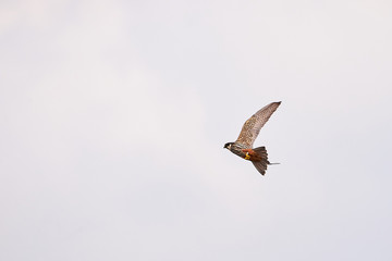 Eurasian Hobby in flight (Falco Subbuteo)