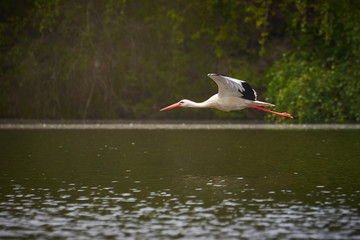 White Stork in flight ( Ciconia ciconia )