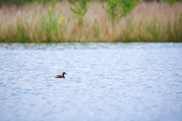 Little Grebe (Tachybaptus ruficollis) in Teverener Heide Natural Park