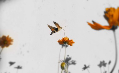 Butterfly and Flowers in Garden