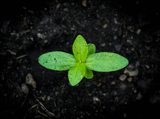 Seedling, seedling in a growing pot.