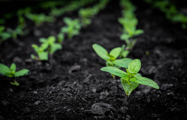 Seedling, seedling in a growing pot.
