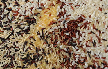 Mixed integral, long rice, red wild, organic black, parboiled pile and glazed isolated on white background, uncooked 