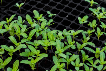 Small seedlings of chrysanthemum are grown in many black trays.