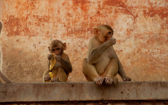 two curious monkey at monkey palace, Jaipur, Rajasthan, India