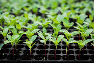 Small seedlings of chrysanthemum are grown in many black trays.