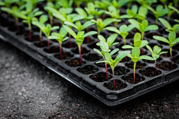 Small seedlings of chrysanthemum are grown in many black trays.