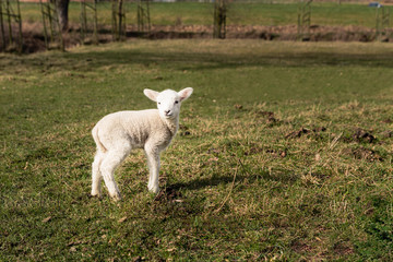 Small cute baby lamb in pasture turning head towards the camera