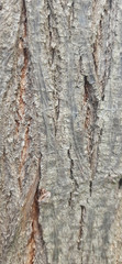 Naklejka premium melia azedarach dek tree bark background