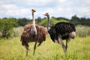 Fototapeten Ostriches © art_zzz