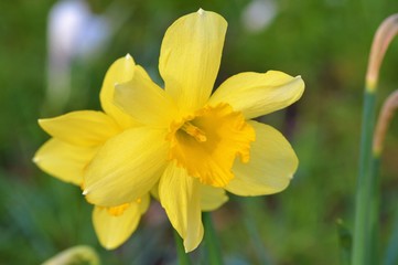 Spring Daffodil in the garden.