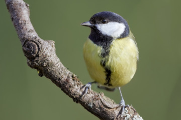 Closeup of a Great Tit (Parus major) bird perched on tree branch in green habitat.