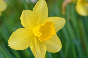 Fototapeta na wymiar A Spring Daffodil in the garden.