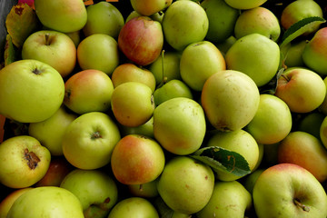 Organic and wild apples harvested in the Pelion forest