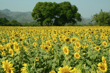 Sonnenblumen Plantage in Thailand