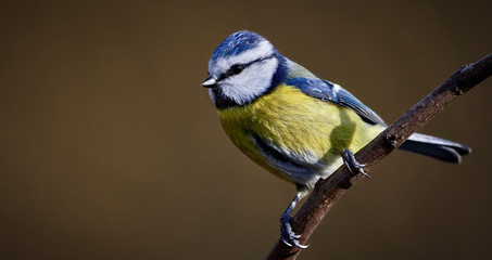 Obraz premium Close-up Bluetit (Cyanistes caeruleus) bird perched on a branch against clean brown background