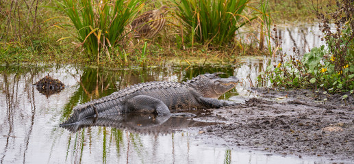 American Alligators