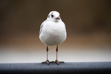 Möwe sitzt auf Geländer