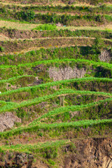Terraced, cultivated hillside in a small village, Nepal
