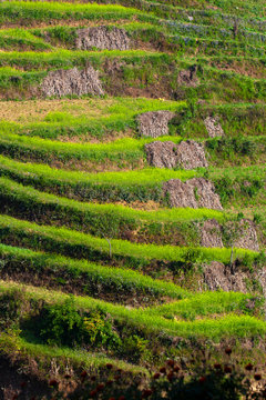 Terraced, cultivated hillside in a small village, Nepal