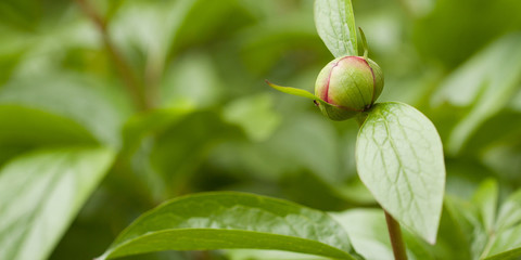 peony bud blooming in spring park