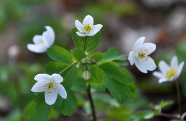 Isopyrum thalictroides blooms in the wild in the forest
