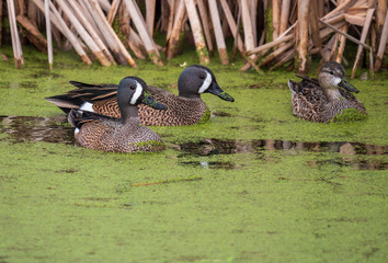 Blue Wing Teal