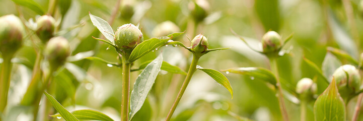 closed buds of peonies blooming in the spring garden or park