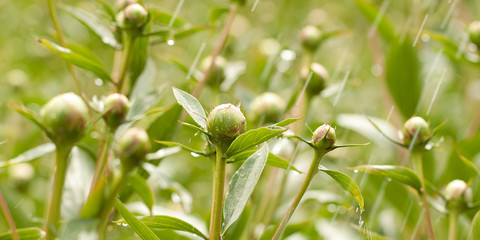 Fototapeta na wymiar closed buds of peonies blooming in the spring garden and park in the rain